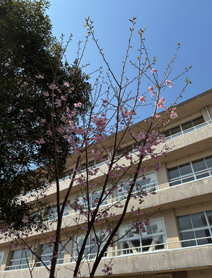 桜①.png