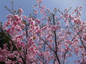 桜 近影.JPG