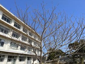 ②桜の木.JPG