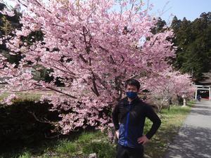 桜.JPG