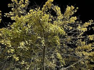 IMG_1384.JPG